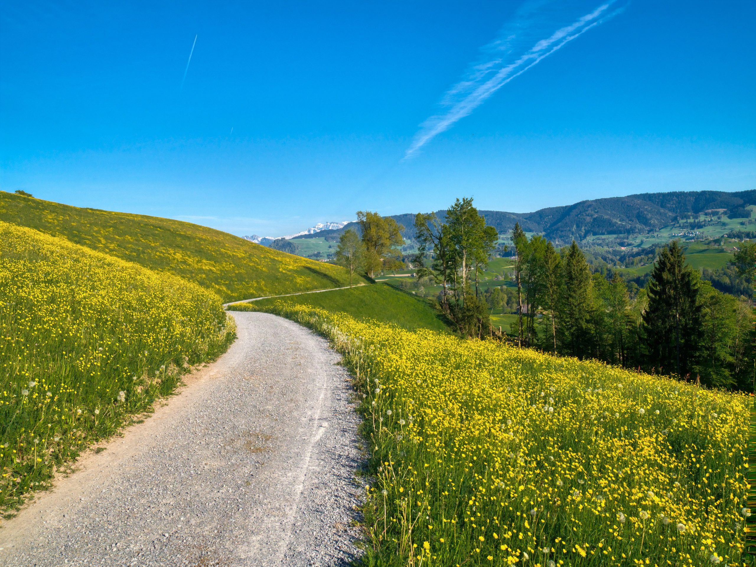Spring_Landscape_Tree_Flowers_Yellow_Switzerland